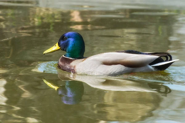 Duck Drake Está Nadando Río Sol Brilla Intensamente — Foto de Stock