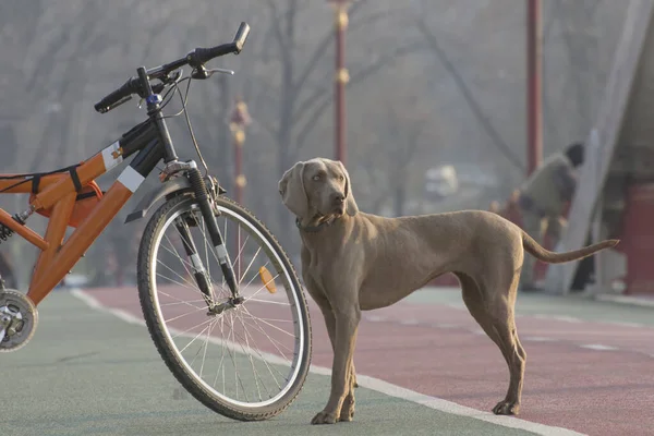 Dog and bike. The plot of the daily cycling in the city park.