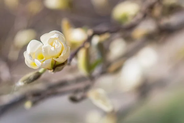 背景がぼやけているマグノリアの花 グリーティングカードのブランク — ストック写真