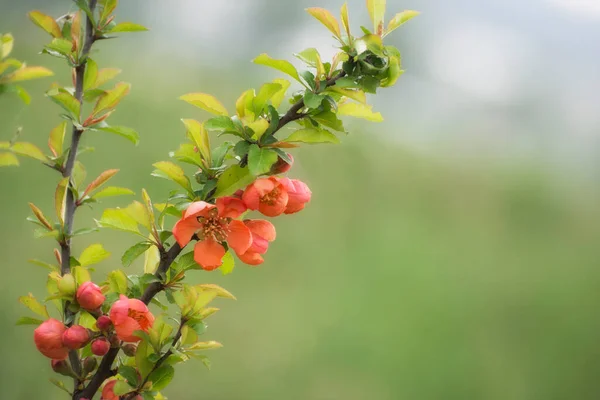 背景がぼやけてピンクの花を持つ枝 グリーティングカードのブランク — ストック写真