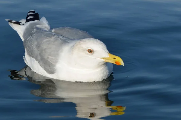 Gaivota Nada Mar Vista Perto Gaivota Pássaro Branco Gaivota Selvagem — Fotografia de Stock