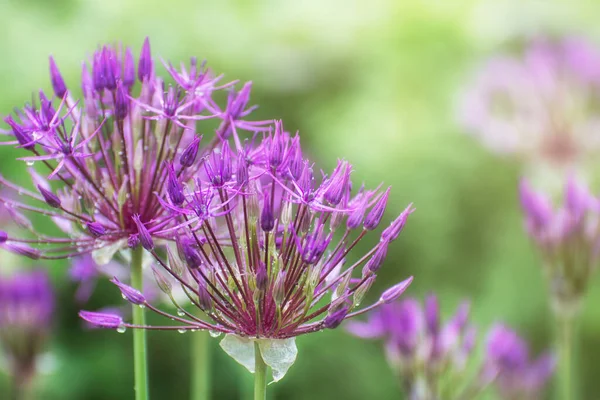 Flor Allium Aflatunense Floreciendo Jardín Flor Primavera Está Cubierta Las —  Fotos de Stock