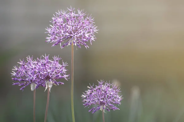 Blüten Von Allium Aflatunense Blühen Garten — Stockfoto