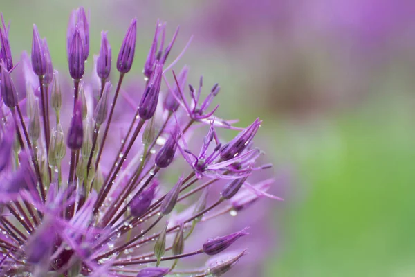 Flor Allium Aflatunense Florescendo Jardim Foto Close — Fotografia de Stock