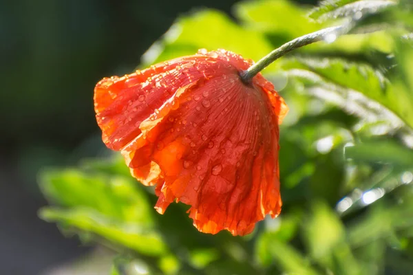 Vallmoblomman Täckt Med Droppar Efter Regn — Stockfoto