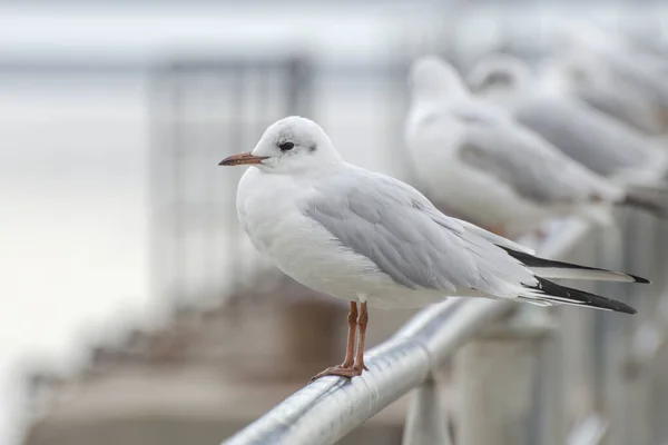 Mouette Est Assise Dans Port Silhouette Oiseau Sur Fond Flou — Photo