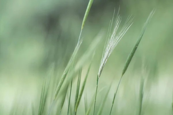 Orejas Cebada Joven Fondo Naturaleza Borrosa Luz Solar Destello Lente — Foto de Stock