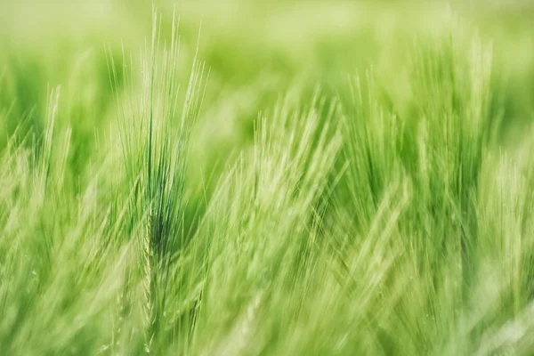 Orejas Jóvenes Cebada Campo Agrícola Puede Utilizar Como Fondo Los —  Fotos de Stock