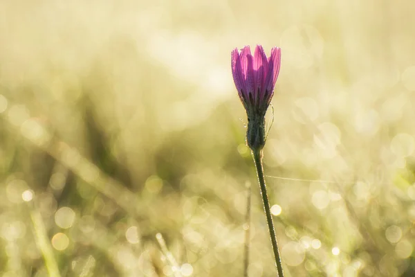 Дика Рожева Квітка Сонячному Світлі Тло Розмивається — стокове фото