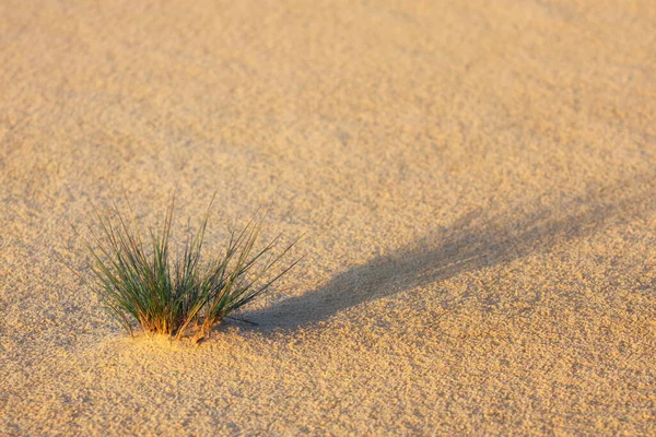 风景与植物在前景中 适应干旱生境条件 一丛绿草长在沙滩上 — 图库照片