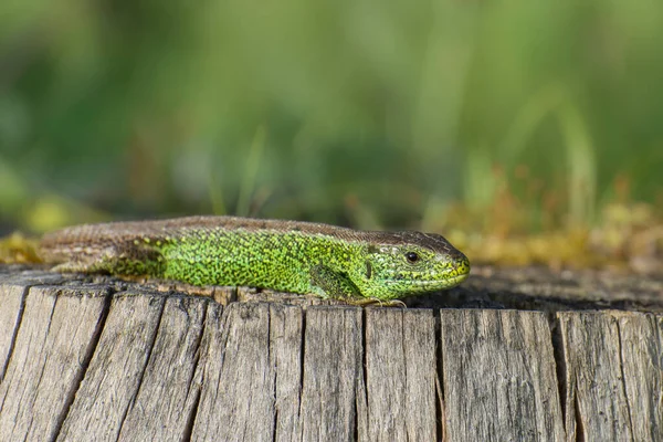 Green Lizard Species Need Protection — Stock Photo, Image