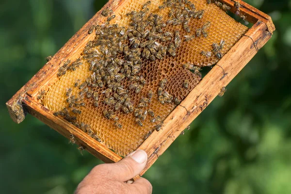 Μελισσοκόμος Εξετάζει Την Κηρήθρα Παγκόσμια Ημέρα Μελισσοκόμου — Φωτογραφία Αρχείου