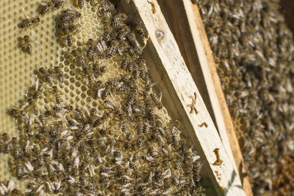 ミツバチの背景に蜂蜜の櫛があります 養蜂は農業の一部門です 世界養蜂家の日 — ストック写真