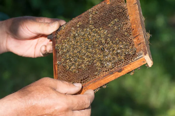 養蜂家はハニカムを調べます 養蜂は農業の一部門です 世界養蜂家の日 — ストック写真