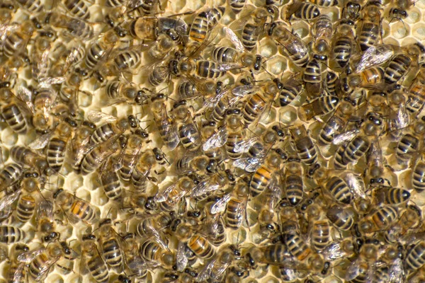 Ιστορικό Των Μελισσών Στην Κηρήθρα Μελισσοκομία Είναι Ένας Κλάδος Της — Φωτογραφία Αρχείου