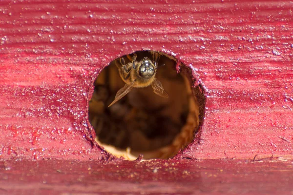 Lebah Sarang Lubang Seseorang Dapat Melihat Kehidupan Dalam Keluarga Lebah — Stok Foto