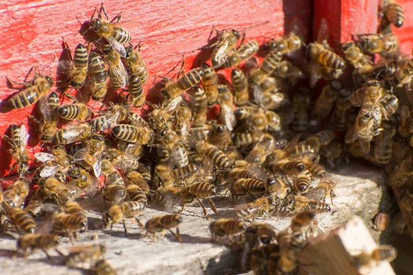 Ιστορικό Των Μελισσών Στην Κηρήθρα Παγκόσμια Ημέρα Μελισσοκόμου — Φωτογραφία Αρχείου