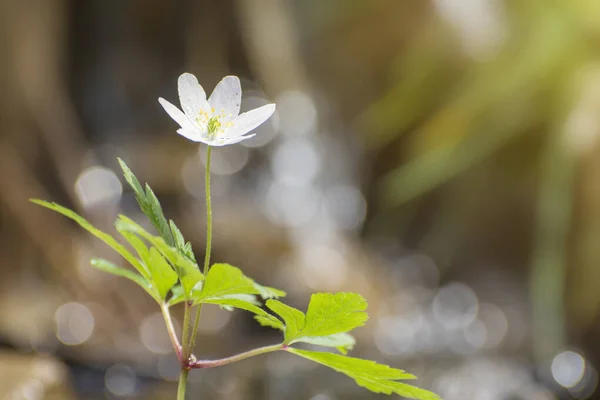 Leśny Anemon Słońcu Miękkie Tło Pięknym Bokeh — Zdjęcie stockowe