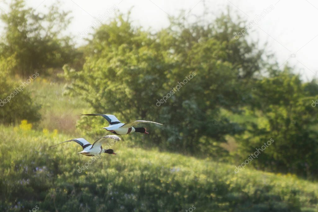 Common shelducks fly over the field.