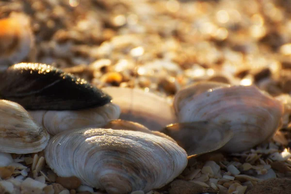 Deniz Kabukları Güneş Işığında Deniz Kıyısında — Stok fotoğraf