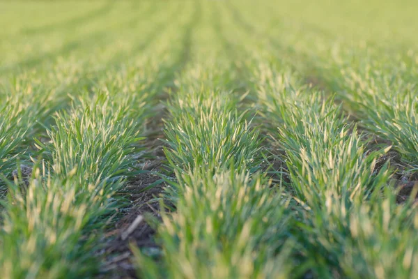Green sprouts of wheat in the field. Wheat - an agriculture crop in early spring. — Stock Image Green Sprouts Wheat Field Wheat Agriculture Crop Early Spring Stock Photo