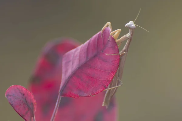 Louva Deus Senta Numa Folha Roxa Insetos Predatórios — Fotografia de Stock