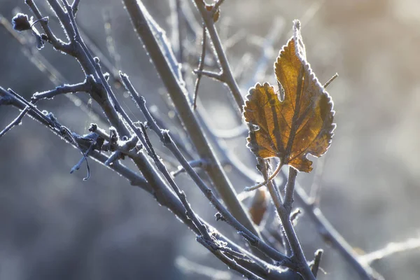 Yellow Autumn Leaf Covered Hoarfrost — Stock Photo, Image