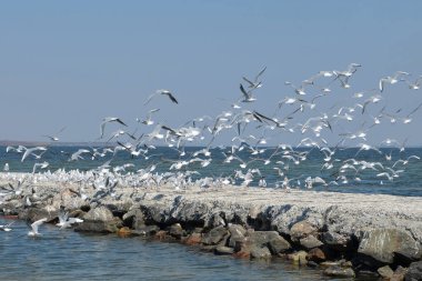 Deniz kıyısındaki iskelede bir martı sürüsü.