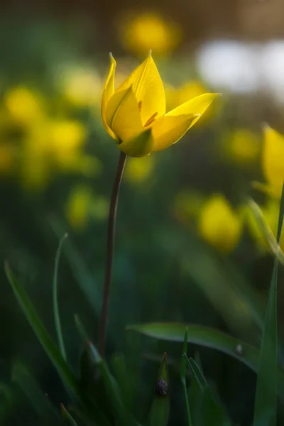 Tulipan Jest Wiosną Wcześnie Kwitnącą Rośliną Żółty Kwiat Dzikiego Tulipana — Zdjęcie stockowe