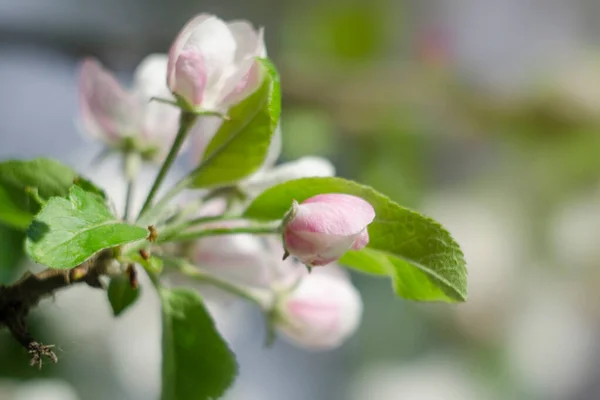 庭の春にリンゴの木を開花させる 大きな花や芽を持つ枝 はがきの背景 — ストック写真