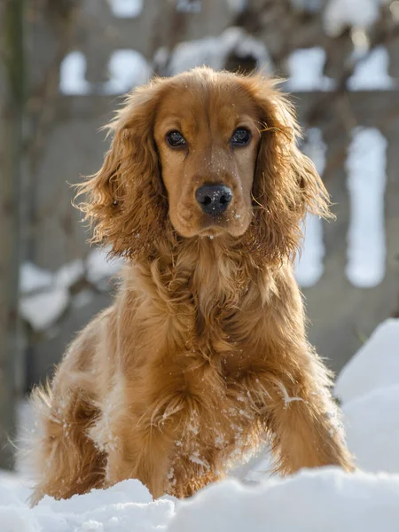 Młody Spaniel Biega Śniegu Portret Psa Bliska — Zdjęcie stockowe