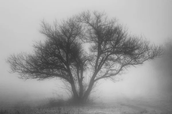 Sylwetka Drzewa Gęstej Mgle Koncepcyjne Zdjęcie Sztuczny Hałas — Zdjęcie stockowe