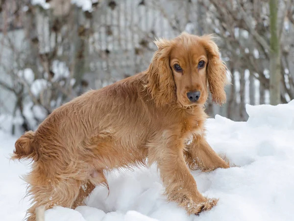 Joven Spaniel Corre Nieve Retrato Perro — Foto de Stock