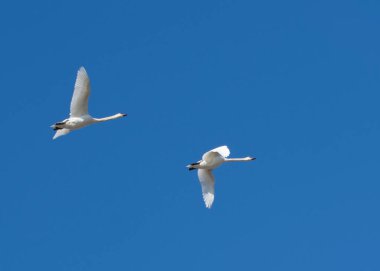 Gökyüzünde iki beyaz kuğu uçuyor. Kuş koruması.