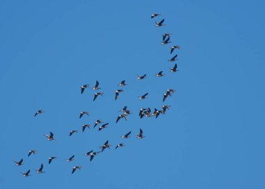 Bir vahşi kaz sürüsü gökyüzünde uçuyor. Kuş koruması.