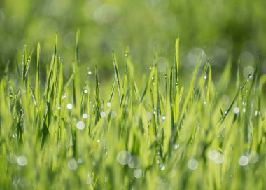 Çiylerle kaplı yeşil çimenlerin arka planı. Parlak güneşli bokeh.