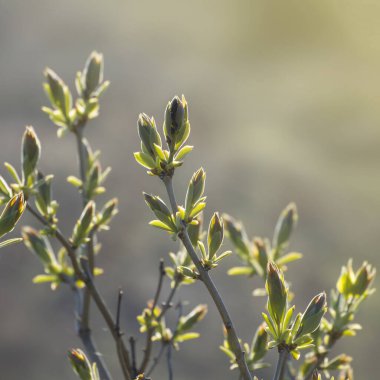 Şırınganın ilk yaprakları ve tomurcukları. Leylak tomurcukları baharın başlarında açılır..