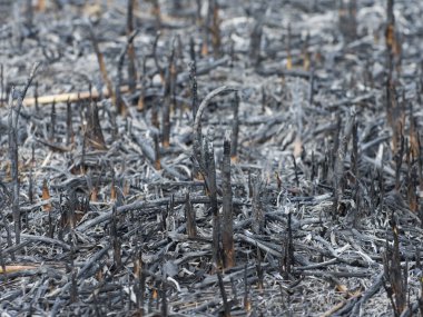 Çayırda yangın var. Yanmış bitki kalıntıları. Kül ve kömür.