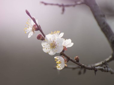 Bir tutam kiraz ya da şeftali. Bahar arkaplanı.