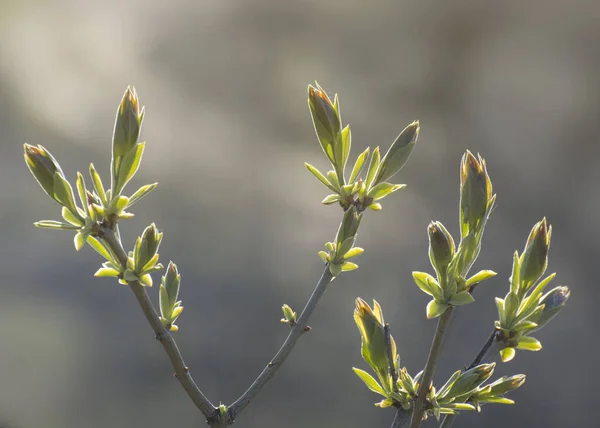 注射器の最初の葉と芽 ライラックの芽は早春に開きます 花飾りの背景 — ストック写真