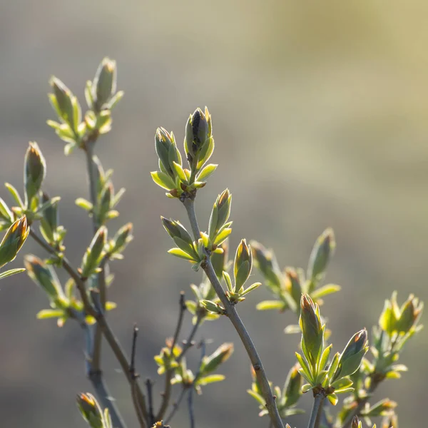 注射器の最初の葉と芽 早春に開くライラックの芽 — ストック写真