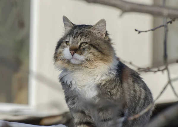 Fluffy Cat Sitting Roof House International Cat Day Cat Arrival — Stock Photo, Image