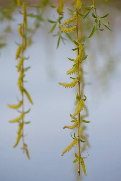 Kvetoucí Vrbové Pupeny Svěšené Vrbové Větve Jaře — Stock fotografie