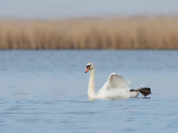 Jezeře Vznáší Krásná Bílá Labuť Ochrana Ptáků Před Pytláky — Stock fotografie