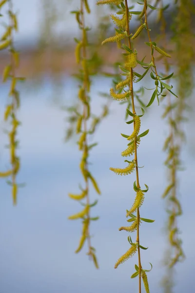 Bourgeons Saule Fleurs Rameaux Saule Tombants Début Printemps Arbres Dans — Photo