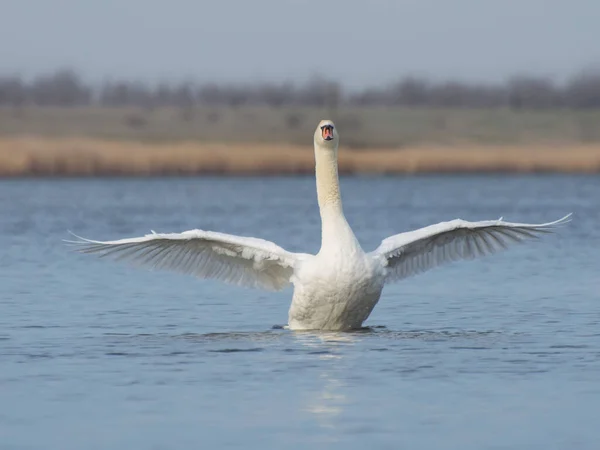 Beau Cygne Blanc Étendit Ses Ailes Sur Étang Lac Protection — Photo