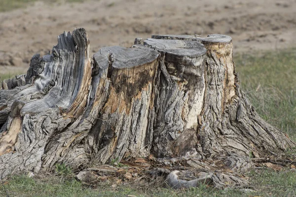 Ein Großer Baumstumpf Einem Wald — Stockfoto