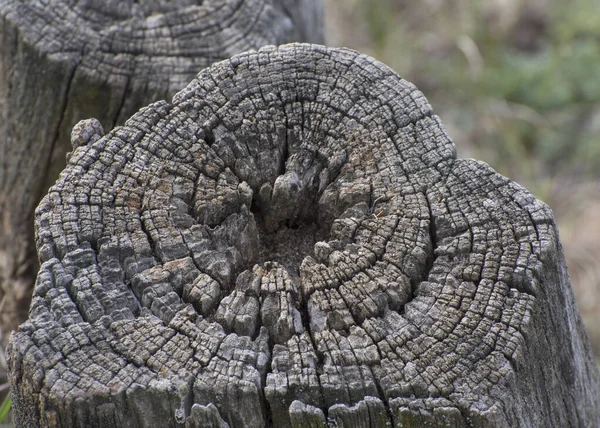 Ein Großer Alter Baumstumpf Einem Wald Ansicht Von Oben — Stockfoto