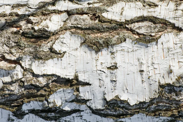 Kulit Kayu Burung Putih Tekstur Burung Atau Gonggongan Alder Untuk — Stok Foto