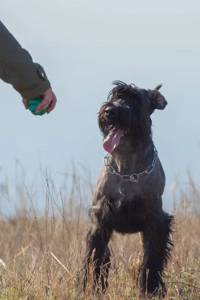 Fekete Óriás Schnauzer Ismert Bors Kutyák Fajta Vonatok Labdát — Stock Fotó